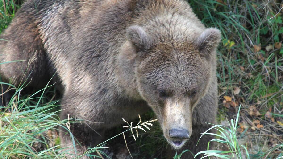 Brown Bear