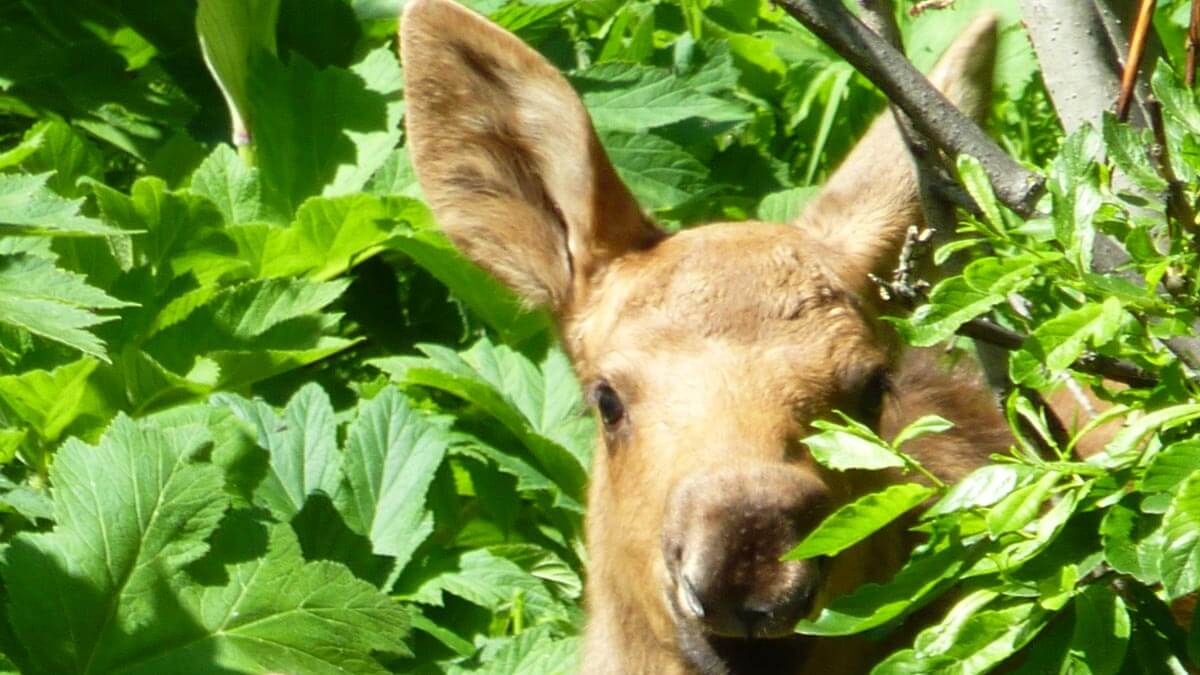 Moose Calf Close Up