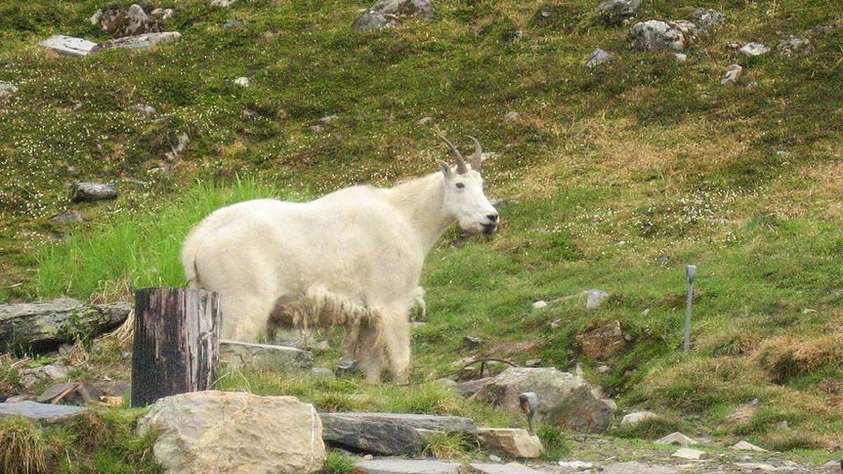 Mountain Goat