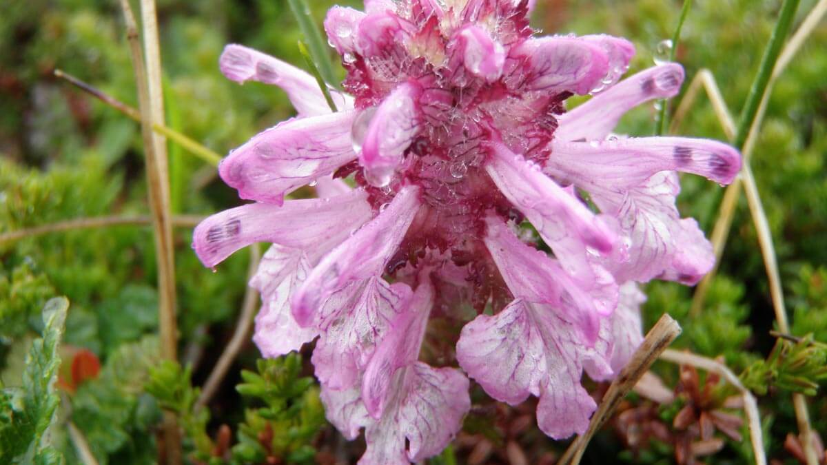 Wolly Lousewort